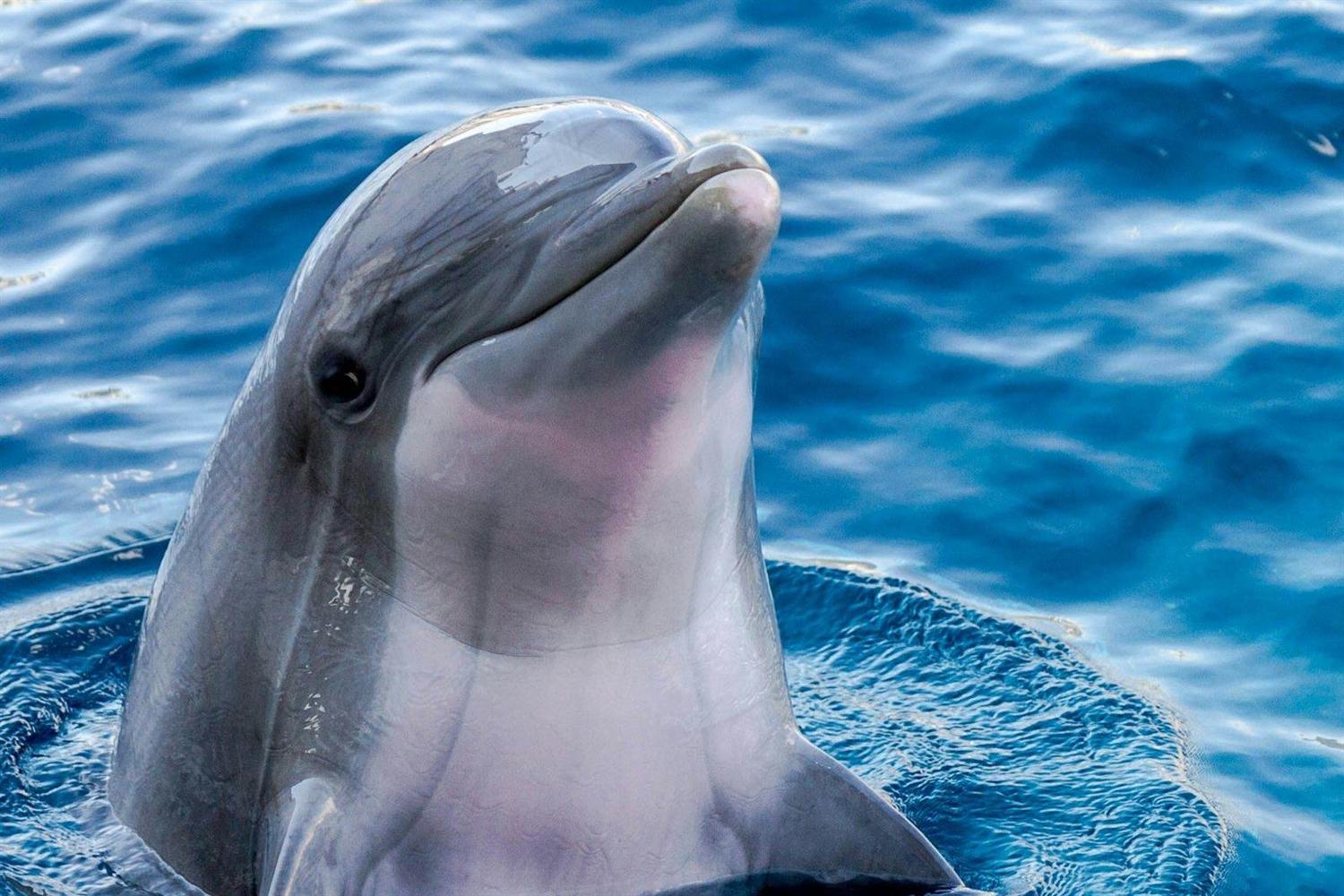 Dolphins swimming in front of a boat's bow in the Mediterranean